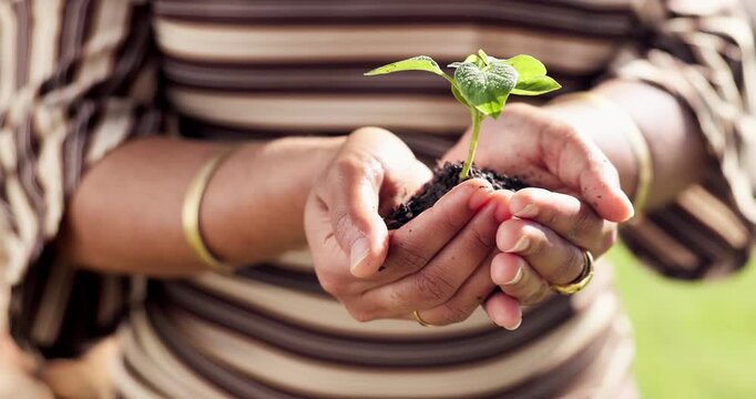 Sustainability, plant and hands outdoor with growth, ethics and conservation in esg accountability. Cultivation, leaf and woman with care, environmental awareness and responsibility in green practice