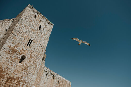 A seagull flies past the historic Pe��scola Castle in Spain