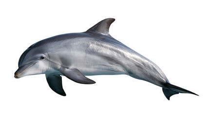 Fototapeta premium Common bottlenose dolphin swimming with smooth grey skin and dorsal fin