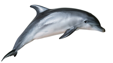 Smooth grey bottlenose dolphin swimming with sleek skin and dorsal fin © Rowan