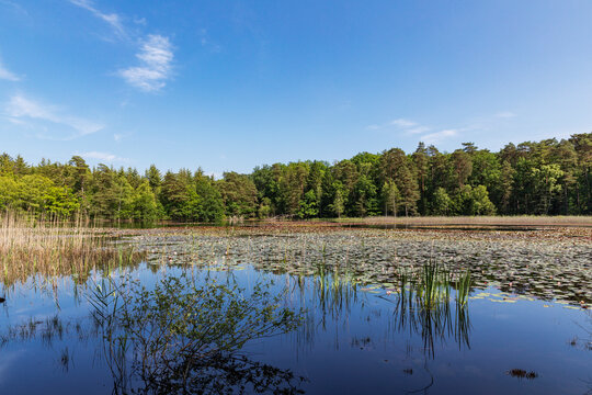 Tranquil Pf�lzerwoog lake biotope in Palatinate Forest Germany