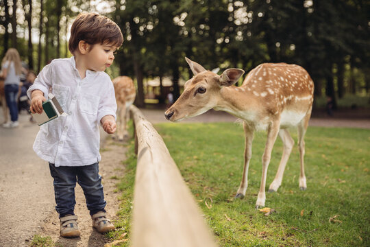 Toddler feeding roe deer in a wild park