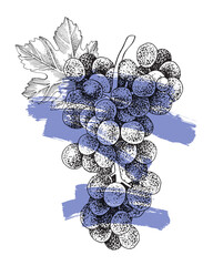 Obraz premium Blue grapes cluster with leaves hand sketched vector