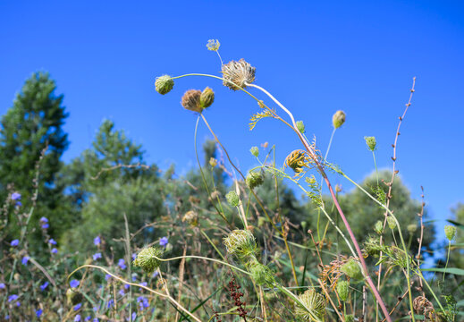 Wildflowers and plants growing near the river Waal in summer