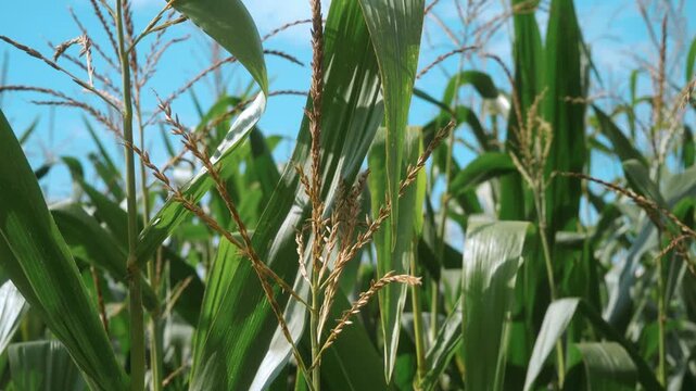 Close-up of corn (Zea mays) tassels and fresh green leaves under bright sunlight and blue sky, highlighting flowering, crop development, agriculture and natural rural scenery.