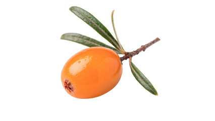 Small branch of fresh orange sea buckthorn berries with green leaf isolated on transparent background png © Pendleton-png