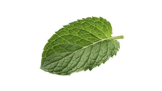 Single fresh green mint leaf macro detail aromatic herb isolated on transparent background png