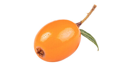 Single fresh orange sea buckthorn berry with small twig isolated on transparent background png © Pendleton-png