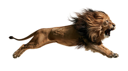 Aggressive male lion leaping with open mouth and flowing mane in mid-air © Isolde