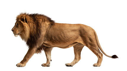 Majestic adult male lion with thick brown mane walking in profile view © Isolde