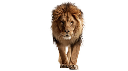 Majestic male lion with thick golden mane walking forward © Isolde