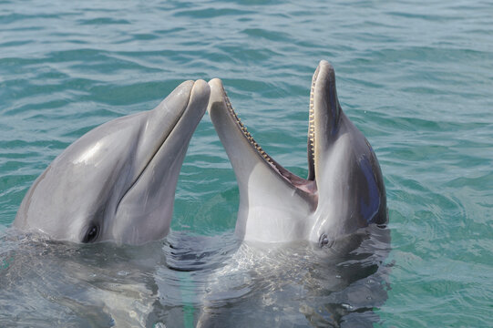 Latin America, Honduras, Bay Islands Department, Roatan, Caribbean Sea, Close up of two bottlenose dolphins swimming in seawater surface