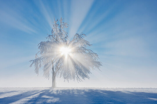 Sunbeams through a frosted tree in a snowy Swiss winter landscape