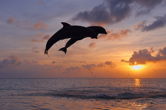 A bottlenose dolphin jumps in the crystal clear waters of the Caribbean Sea off the coast of Roatan, Bay Islands, Honduras in Latin America