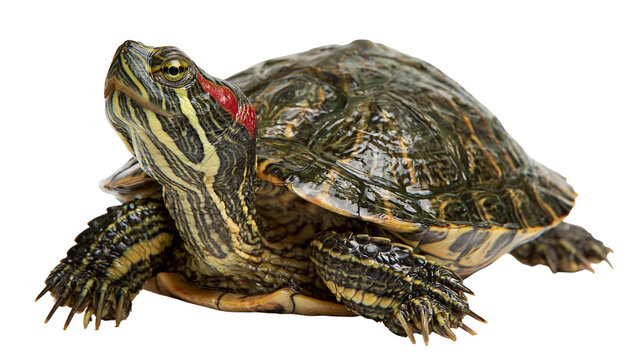 Red-eared slider turtle with patterned green shell and red ear markings