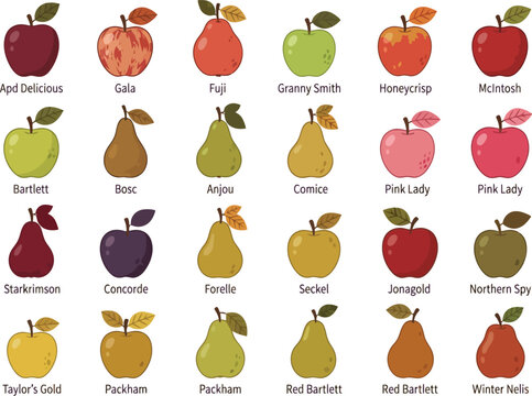 A collection of various apple and pear varieties illustrated in a flat vector style.