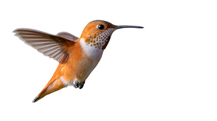 Rufous hummingbird in flight with orange and brown feathers © Isolde