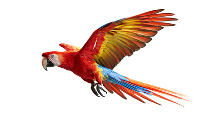 Vibrant scarlet macaw parrot in flight with spread wings and colorful feathers © Isolde
