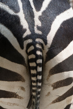 Close-up rear view of a zebra tail and striped pattern outdoors