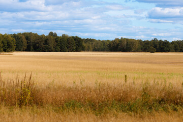 Fototapeta premium Wide agricultural wheat or rye crop field ready for harvest with a dense green forest on the background under a blue sky with white clouds daytime horizontal landscape view