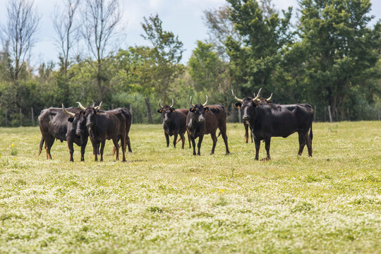 Black Camargue bull herd stands in a green pasture in France