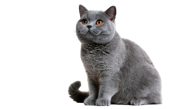 British Shorthair cat with dense grey fur and bright orange eyes sitting