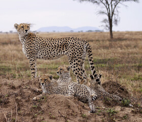 Cheetah with Cubs © Karl