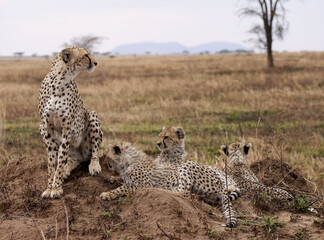 Cheetah with Cubs © Karl