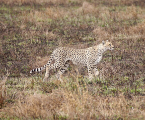 Cheetah Side view © Karl