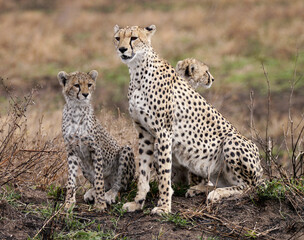Cheetah with Cubs © Karl