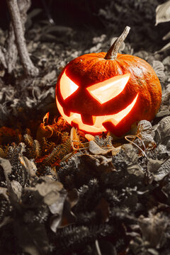 Halloween holiday decoration. Jack-o-lantern glowing Pumpkin head with scary smiling face among autumn fall leaves. Happy scary pumpkin close-up.