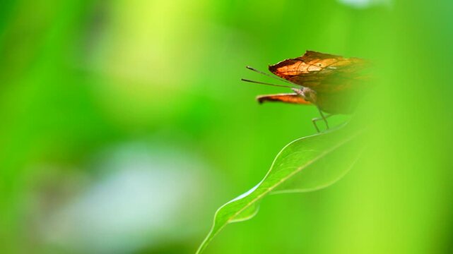 4K Thai beautiful butterfly on meadow flowers nature outdoor