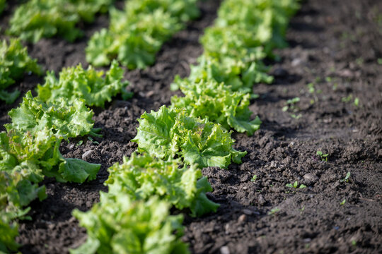 Fresh green lettuce in rows in a field with rich black soil
