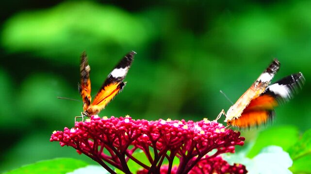 4K Thai beautiful butterfly on meadow flowers nature outdoor