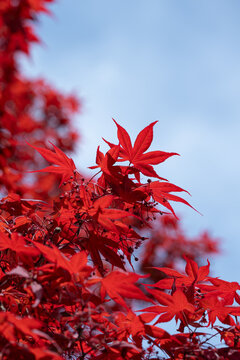 red autumn leaves