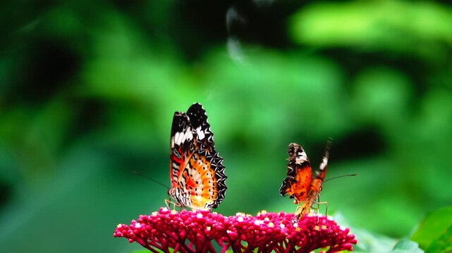 4K Thai beautiful butterfly on meadow flowers nature outdoor
