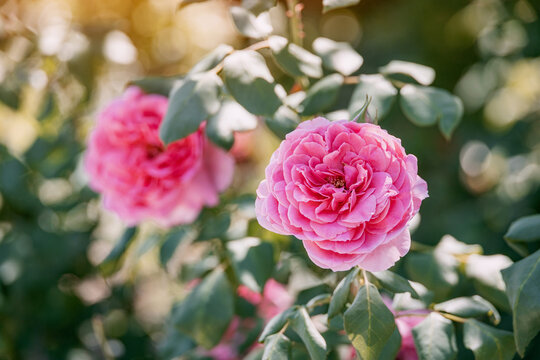 Garden setting with pink camellia blooms on leafy shrub branches in soft natural light. Floral background concept.