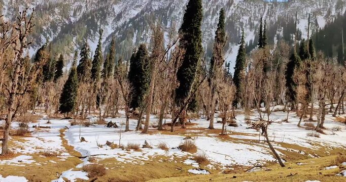 Snowy mountain landscape with pine trees and melting winter ground in a natural forest setting
