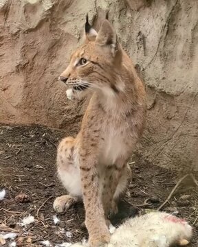 lynx in the snow