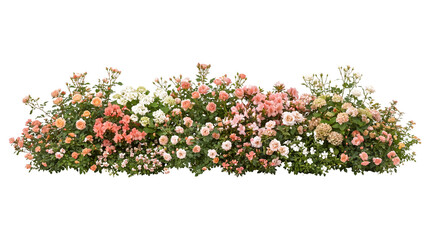 Fototapeta premium Elegant Pink and Peach Rose Garden Border Arrangement Isolated on Black Background for Floral Landscape Design, Wedding Invitation Decor, and Horizontal Decorative Footer Graphic.