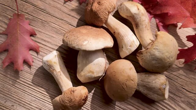 Fresh porcini mushrooms on a wooden table