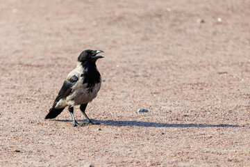 Fototapeta premium Crow stands on dry, sandy ground