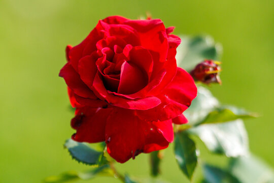 Vibrant red rose blooms in soft green garden light