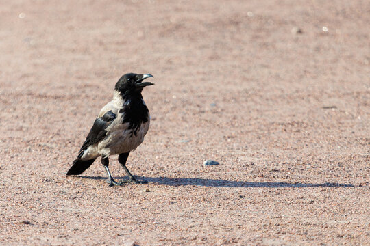 Crow stands on dry, sandy ground