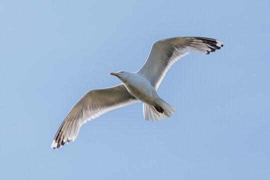 Seagull soars against a clear blue sky
