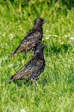 Two starlings stand in green grass with dandelions