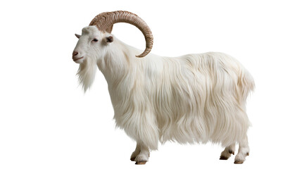 White long-haired male goat with large curved horns standing in profile © Elowen