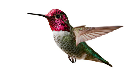 Obraz premium Anna s hummingbird in flight with iridescent magenta head and green plumage