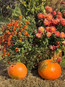Two pumpkins rest beside colorful chrysanthemums