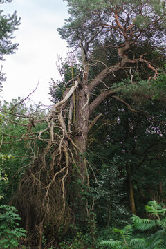 Pine tree split and damaged possibly caused by lightning strike. Tree with dead broken branches and living healthy needle.  Contrast between life and death, natural disaster and power of nature. 